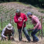 House Family Vineyards gets second extension on temporary operations