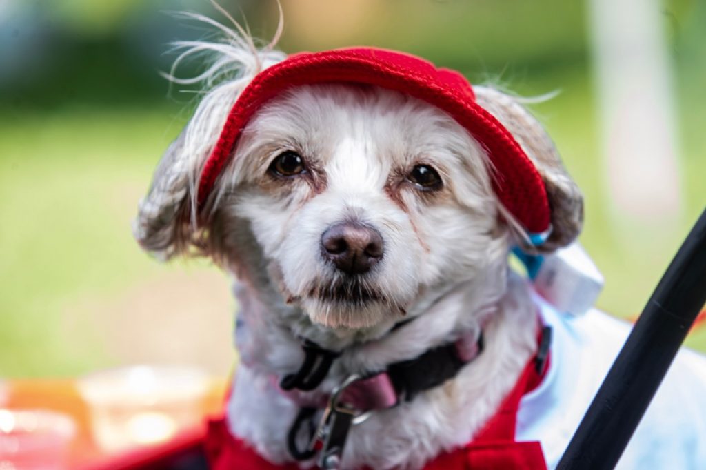 Get ready to raise the woof at San Jose’s Bark in the Park