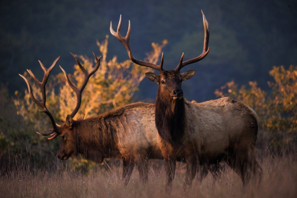 Elk return to the Sierra, their long-ago home?