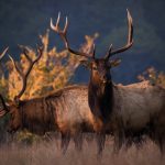 Elk return to the Sierra, their long-ago home?