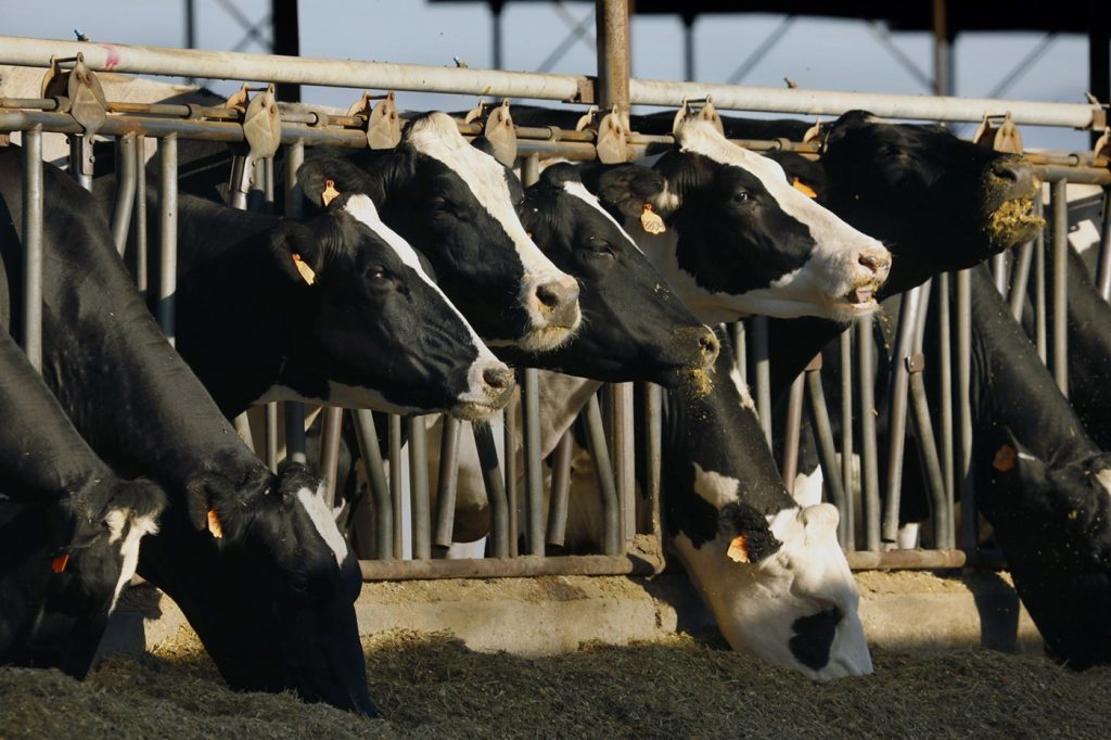 With avian flu now in 34 California dairy herds, health experts watch closely