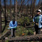 As many forests fail to recover from wildfires, replanting efforts face huge odds — and obstacles