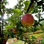 Celebrate apple season at Bay Area farms, orchards, distilleries and more