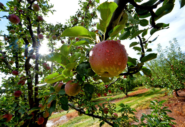 Celebrate apple season at Bay Area farms, orchards, distilleries and more