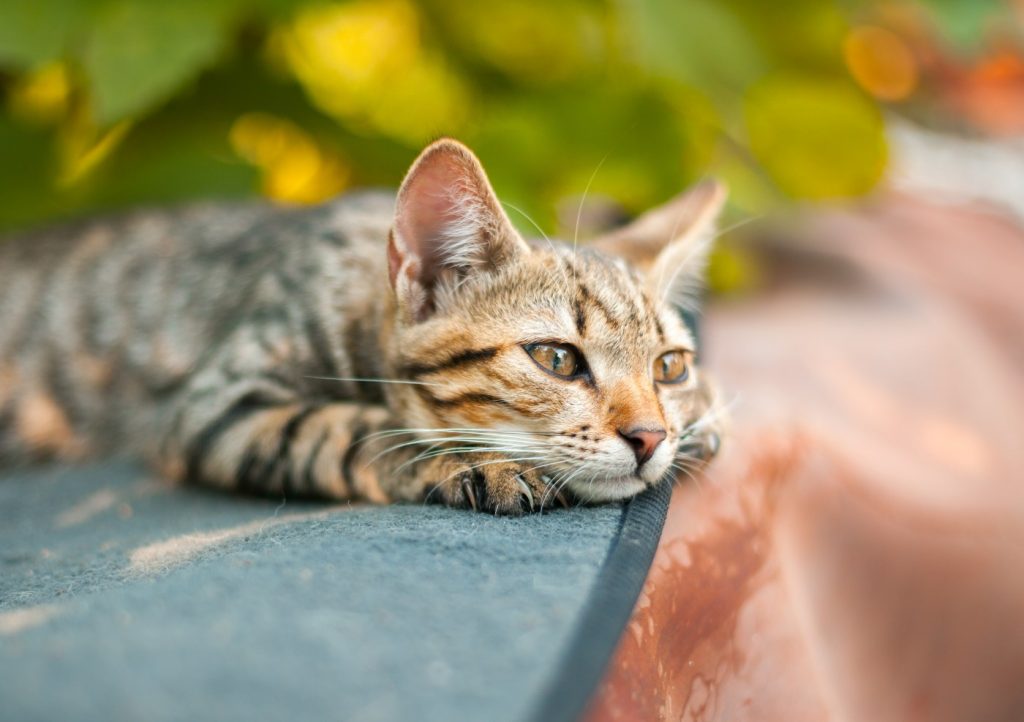 Why is a stray Clayton cat snubbing a nice shelter with a comfy bed?