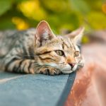 Why is a stray Clayton cat snubbing a nice shelter with a comfy bed?