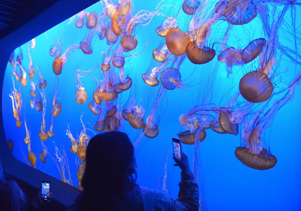 Behind the scenes at the Monterey Bay Aquarium