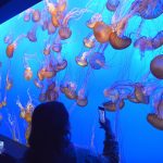 Behind the scenes at the Monterey Bay Aquarium