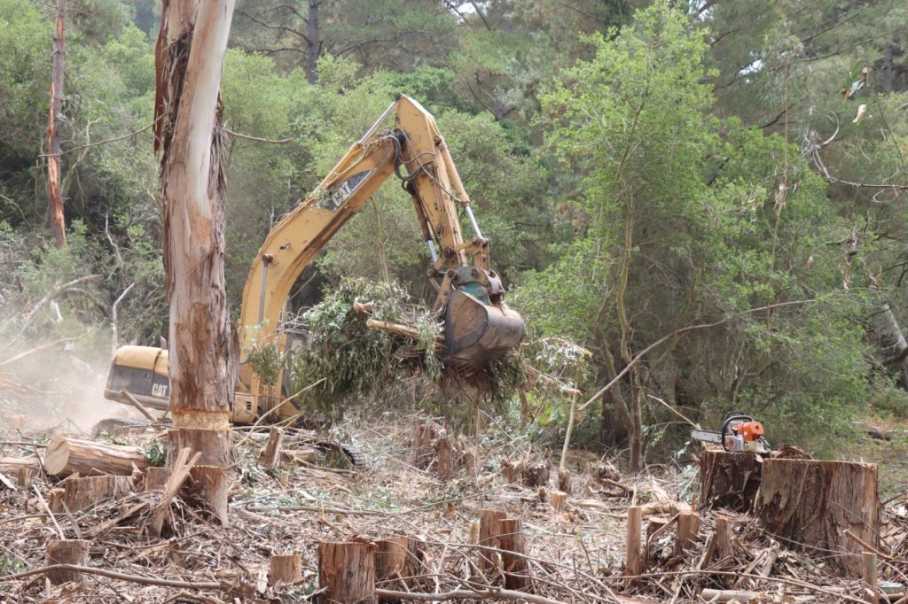 From eucalyptus removal to prescribed burns, Monterey Bay area climate change projects launched