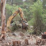 From eucalyptus removal to prescribed burns, Monterey Bay area climate change projects launched