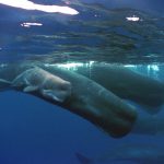 A (sperm) whale of a discovery in Monterey Bay