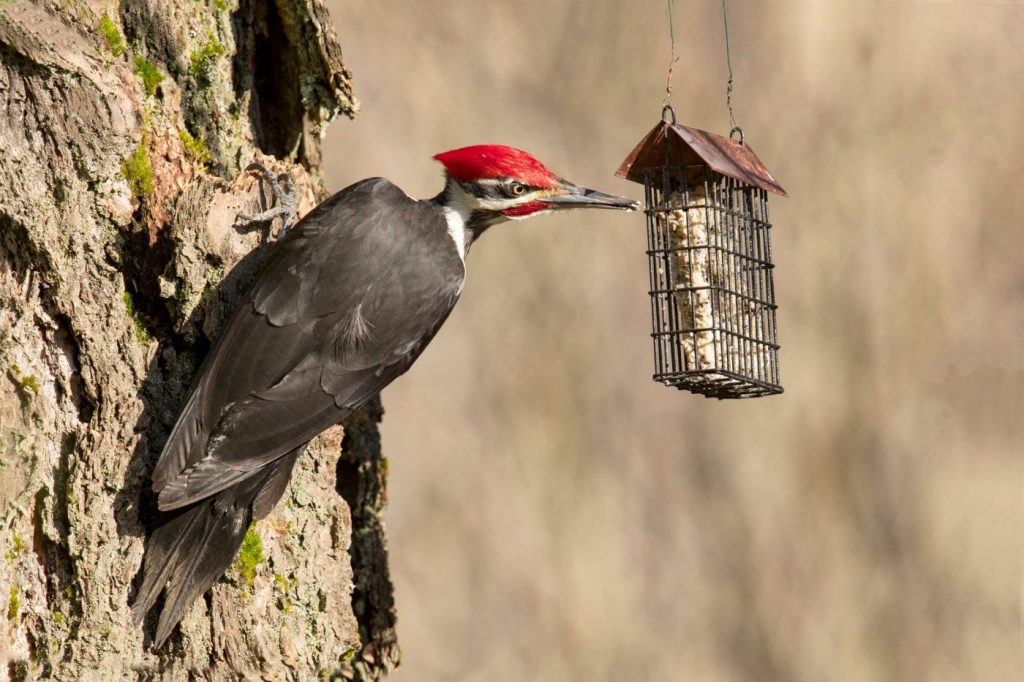 Get to know the 3 uncommon Bay Area woodpeckers