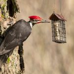 Get to know the 3 uncommon Bay Area woodpeckers