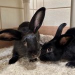 Want a pet bunny? Adopt, don’t shop