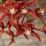 Garden tip: Caring for cymbidiums