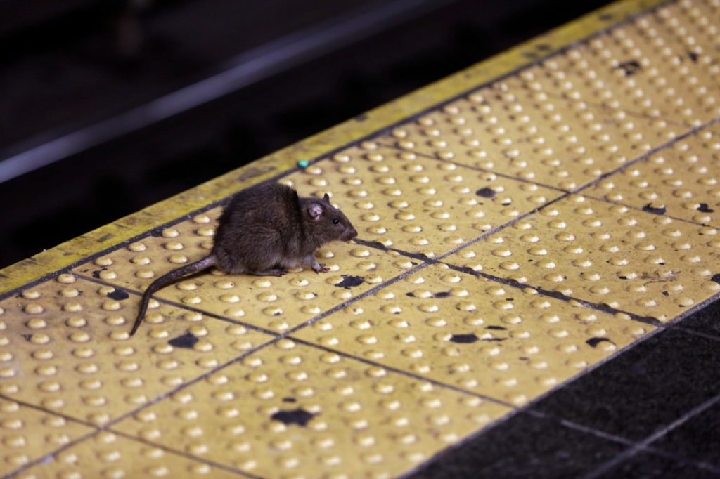 New York is the rattiest state, according to exterminators