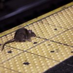 New York is the rattiest state, according to exterminators