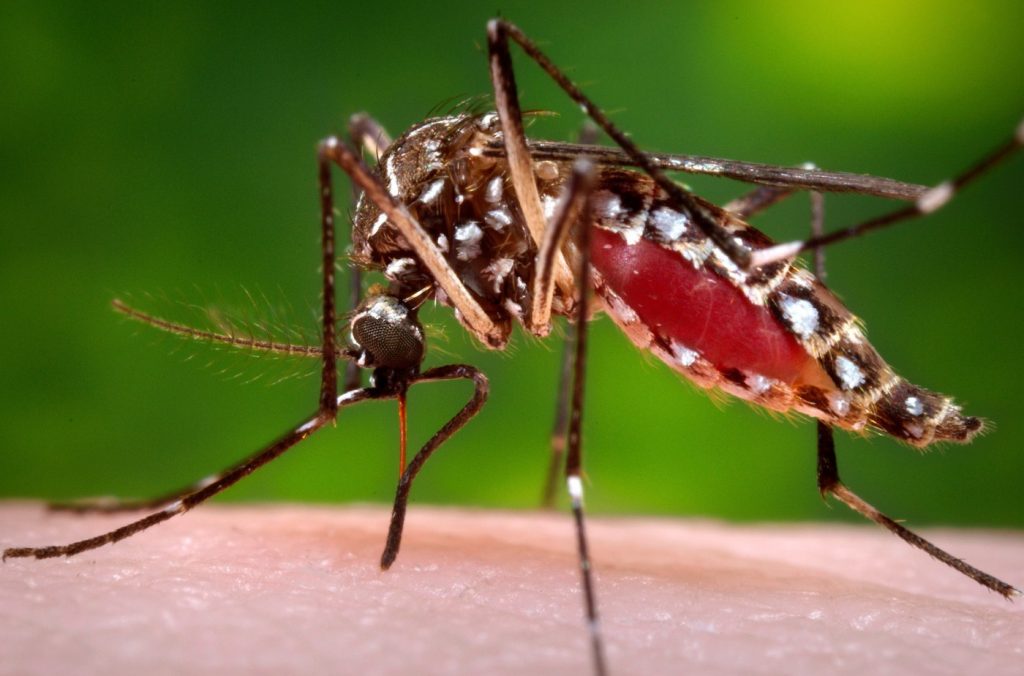 Aggressive mosquito species that threatens ‘our way of life’ found again in Santa Clara County