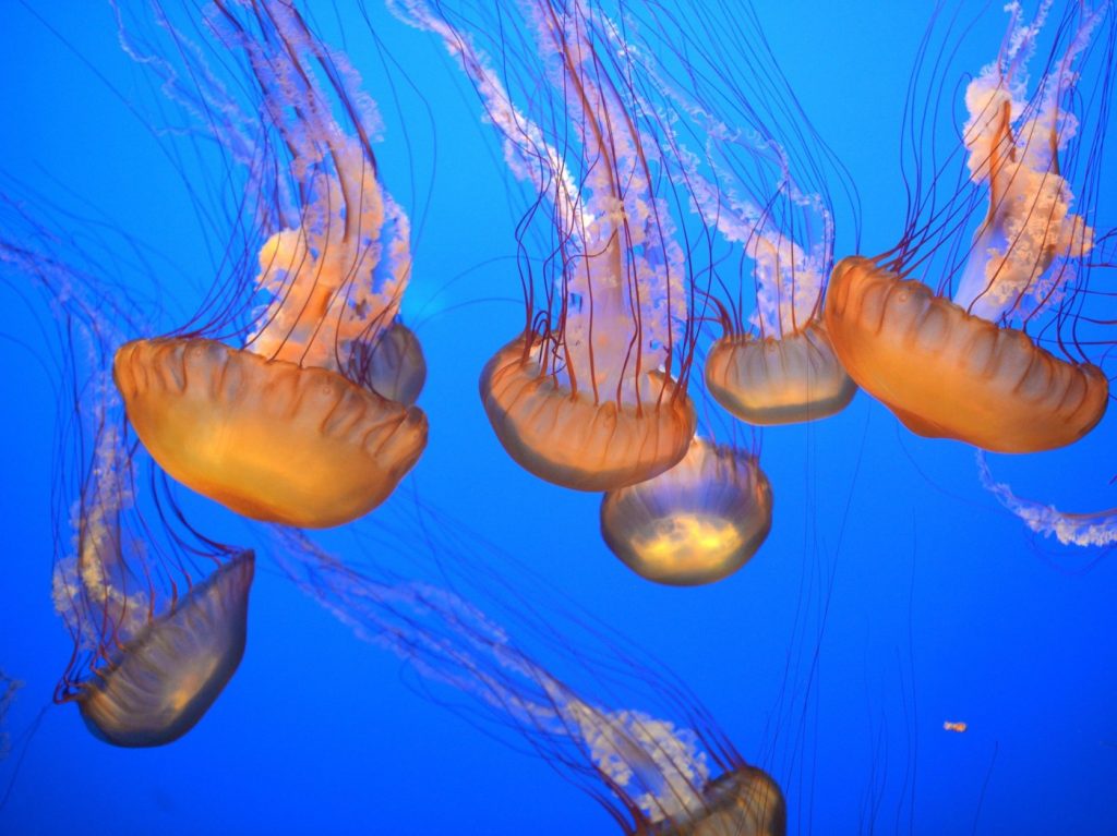 Going against the current: What separates Monterey from other aquariums