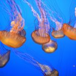 Going against the current: What separates Monterey from other aquariums