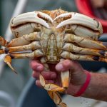 California’s 2024 Dungeness crab season postponed to protect whales