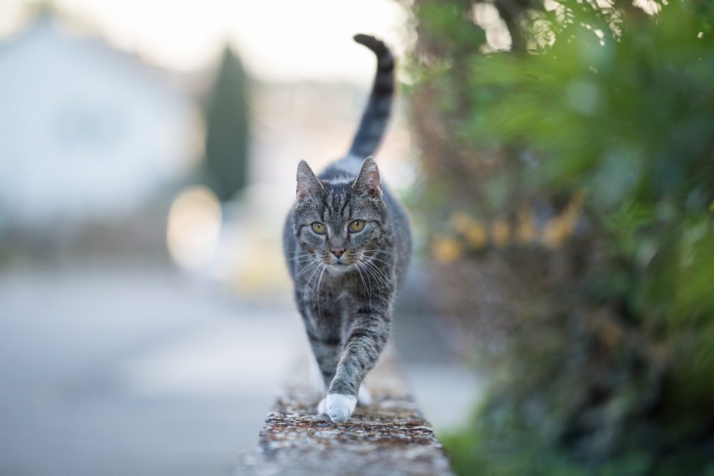 Did a lost Salinas cat really walk home from Yellowstone National Park, or did he have help?