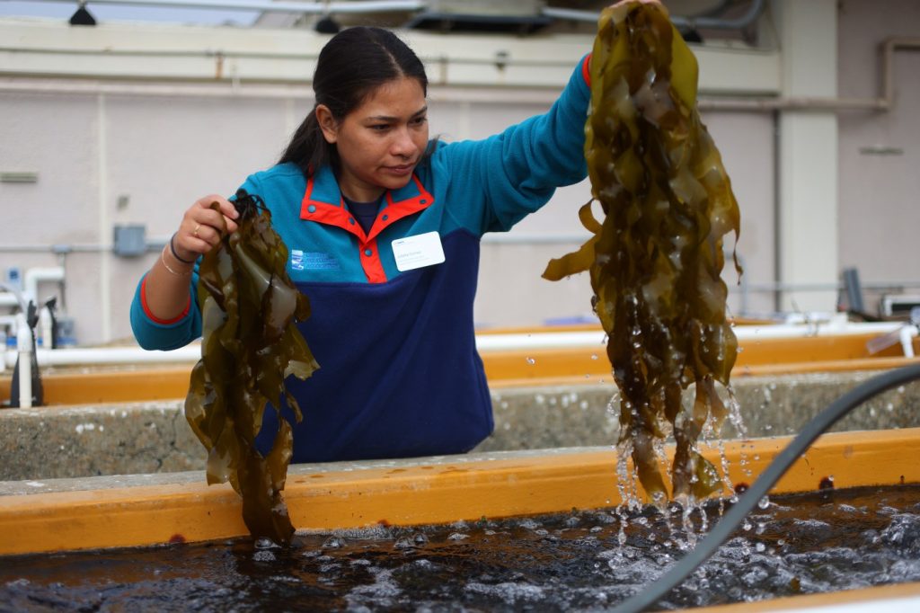 Braving sharks and hordes of urchins, Bay Area scientists are growing kelp one forest at a time