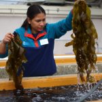 Braving sharks and hordes of urchins, Bay Area scientists are growing kelp one forest at a time