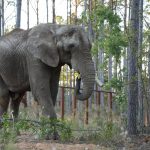 Former Oakland Zoo elephant, Osh, completes 46-hour journey to new home in Tennessee