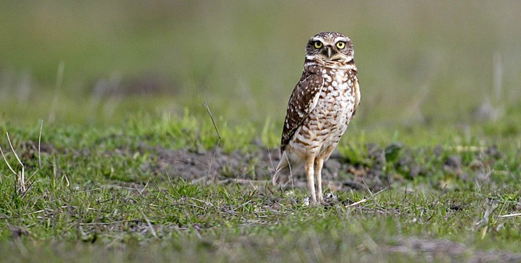 Rare Bay Area owls earn temporary legal protection