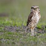 Rare Bay Area owls earn temporary legal protection