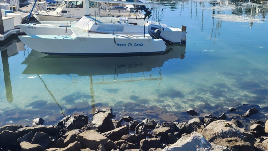 Influx of anchovies die off in Santa Cruz Harbor