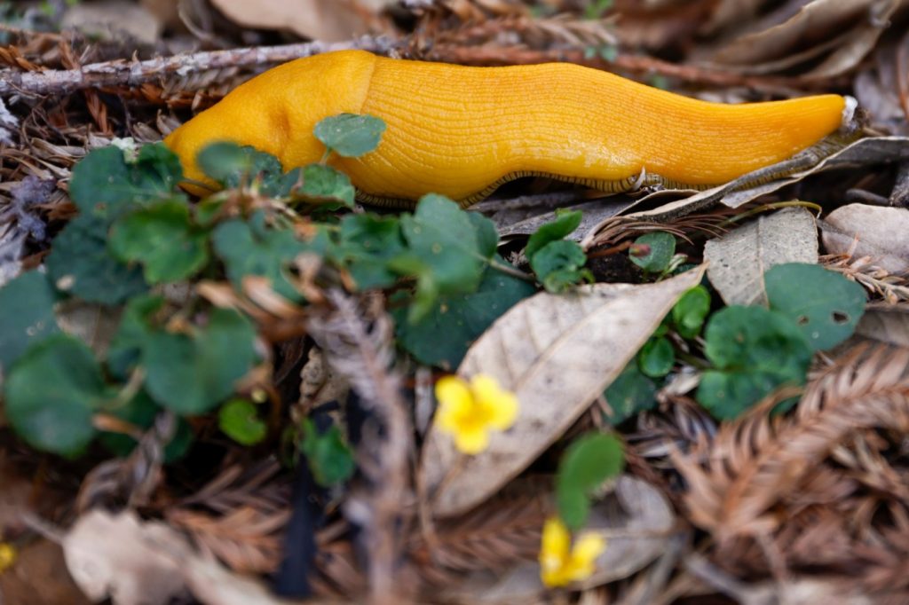 The beloved banana slug becomes California’s official state slug