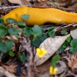 The beloved banana slug becomes California’s official state slug