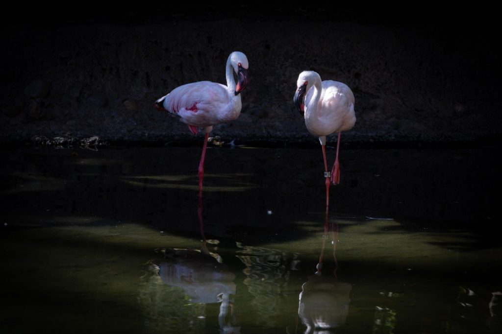 Dad duty: Same-sex flamingo couple hatches egg, cares for chick at San Diego zoo