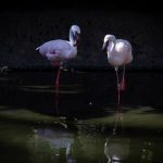 Dad duty: Same-sex flamingo couple hatches egg, cares for chick at San Diego zoo