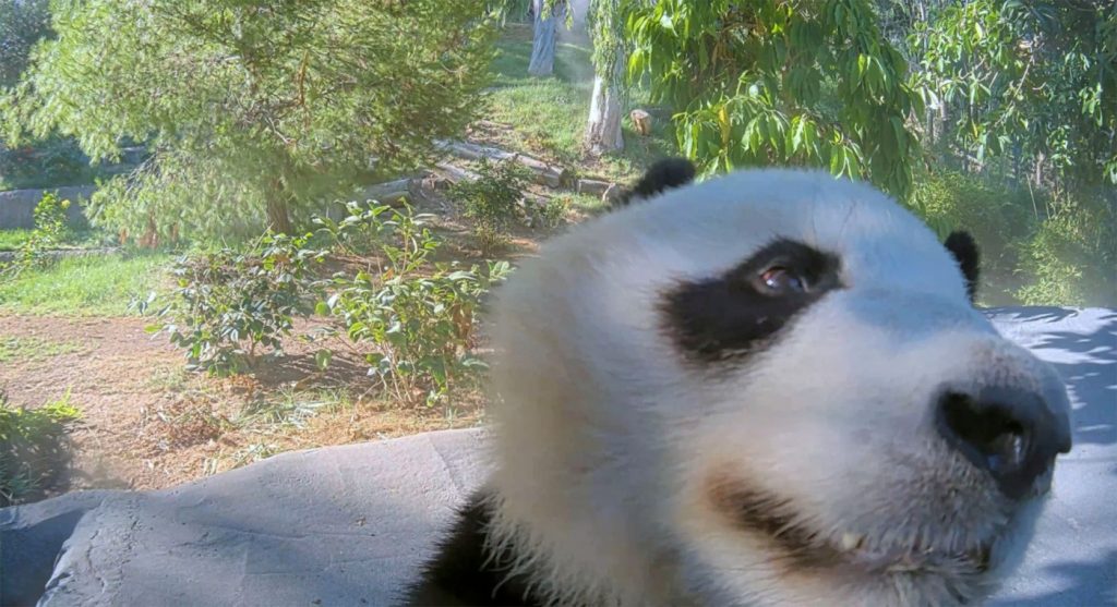 Must-see viewing returns with San Diego Zoo’s live Panda Cam