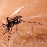 The mosquito-borne virus ‘triple E’ continues its spread, worrying state health officials