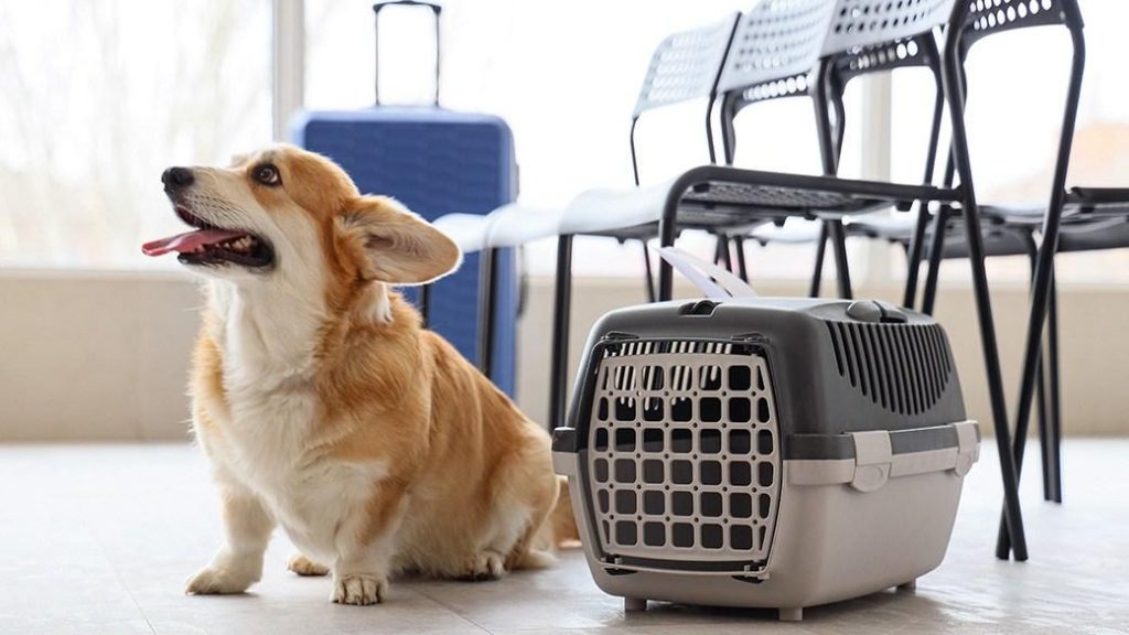 Travel easily with these top TSA-approved pet carriers