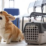 Travel easily with these top TSA-approved pet carriers