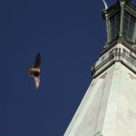 Nox, beloved peregrine falcon hatched atop UC Berkeley’s Campanile, dies of unknown illness