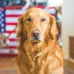 Using CBD To Keep Your Dog Calm During Fireworks