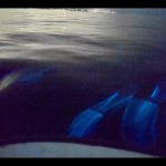 Video: Dolphins bound about amid bioluminescence off California coast