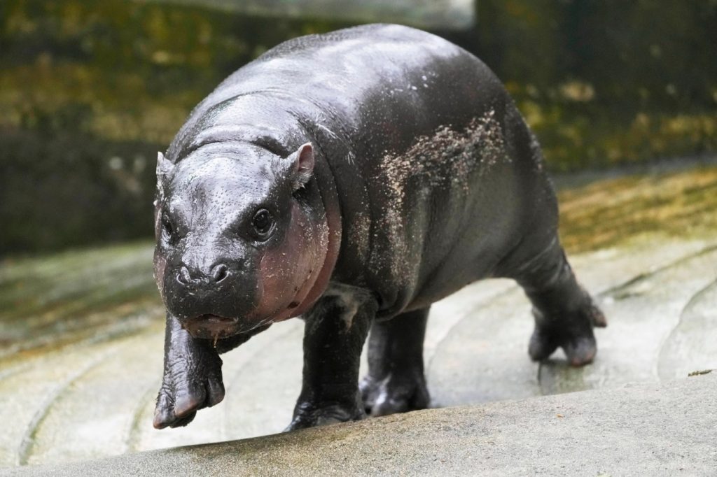 7 Bay Area alternatives to Moo Deng, the viral baby hippo