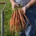 Carrots recalled for E. coli include those sold at Safeway, Target, Trader Joe’s, Whole Foods