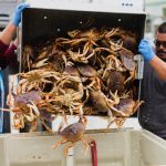 Weiss: Holiday dining and our changing seas; examining the future of Wes Coast seafood