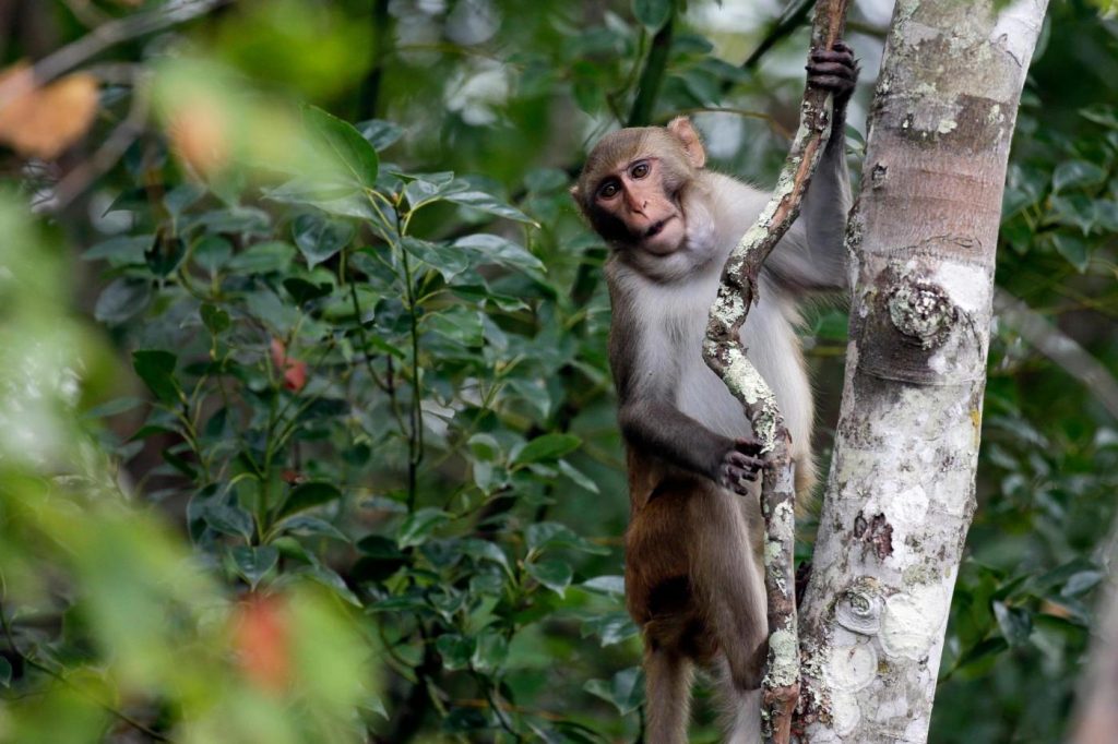 Only 8 monkeys remain free after more than a week outside a South Carolina compound