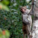 1 monkey from South Carolina lab recovered safely; 42 to go