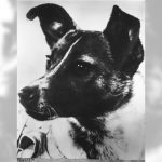 Today in History: November 3, Sputnik 2 carries first animal into space