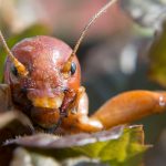 Did a Los Altos man find a South American cricket in his yard?